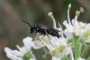 Hylaeus sp.